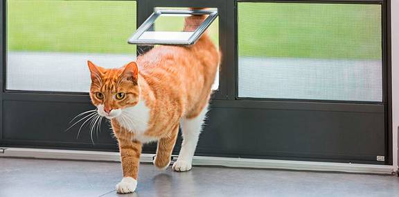 Katze verwendet eine Haustierklappe, welche mit Polyestergewebe-Fliegengitter bestückt und gegen Krallen immun ist