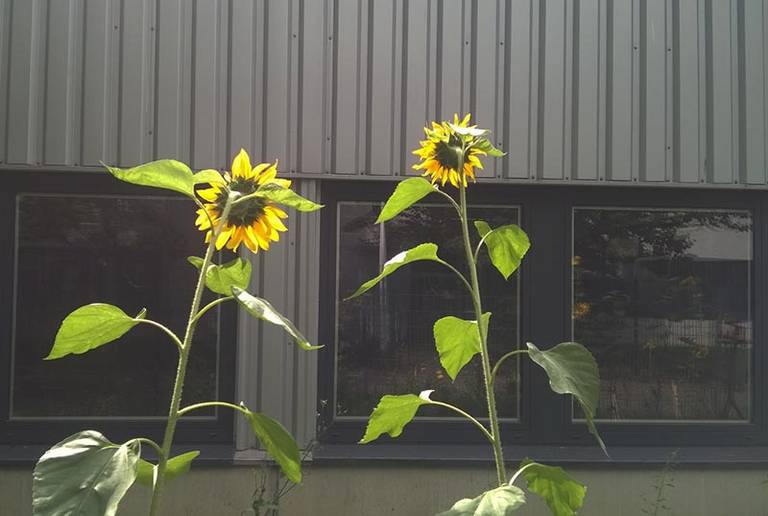 Sonnenblumen wachsen auch auf der Wildblumenwiese der Schulz-Dobrick GmbH