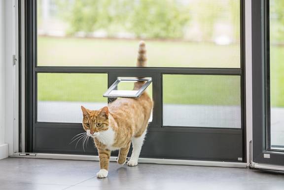 Eine Katze nutzt eine Katzenklappe in einer Insektenchutztür