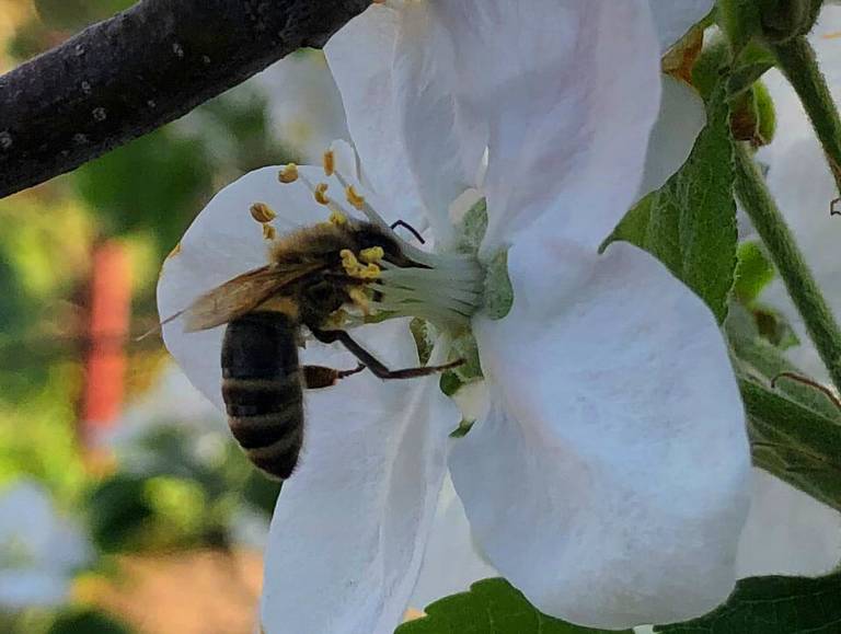 Biene bestäubt eine Apfelblüte