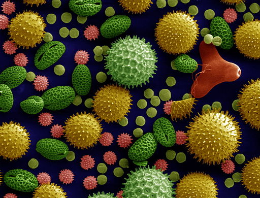 Pollen vergroessert mit dem Mikroskop