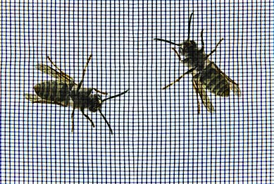 Zwei Wespen kommen nicht durch das Gewebe eines Fliegengitters