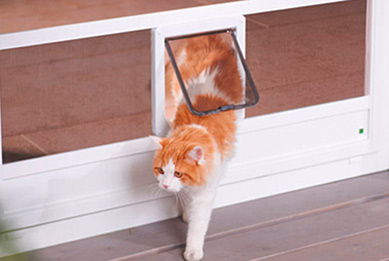 Katze geht durch sonderangefertigte Haustierklappe mit Fliegengitter